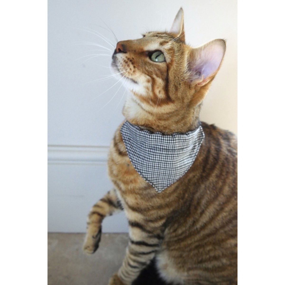 Cat wearing the Rosewood black and white dogtooth bandana cat collar