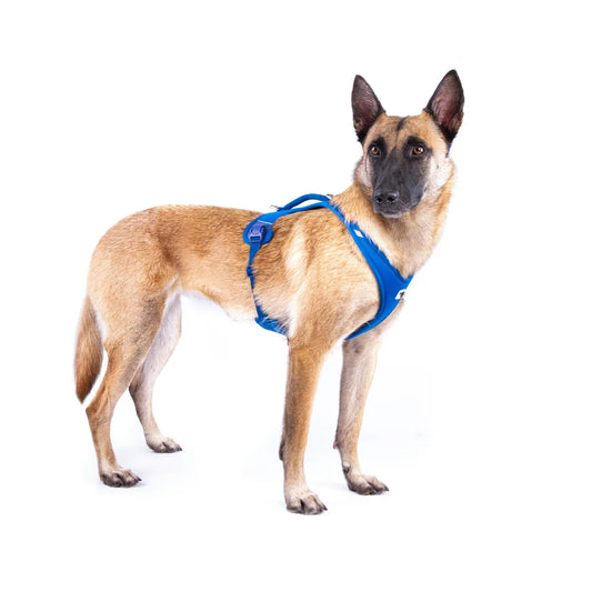 Large dog wearing Curli Belka Comfort Air Mesh harness in blue, side view showing snug comfortable fit.