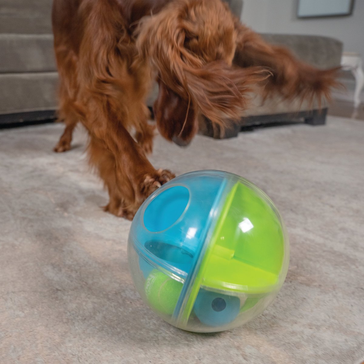 Dog playing indoors with Nina Ottosson A-Maze Ball interactive treat puzzle toy for smart enrichment