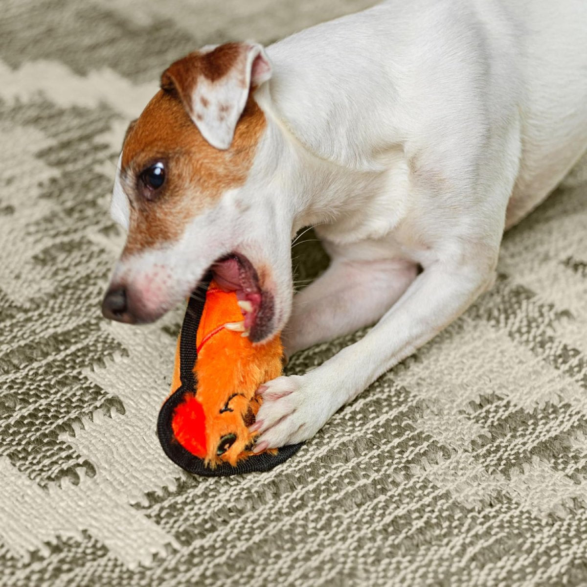 Dog chewing and playing with the Outward Hound Durablez Mini Dog orange plush squeaky toy