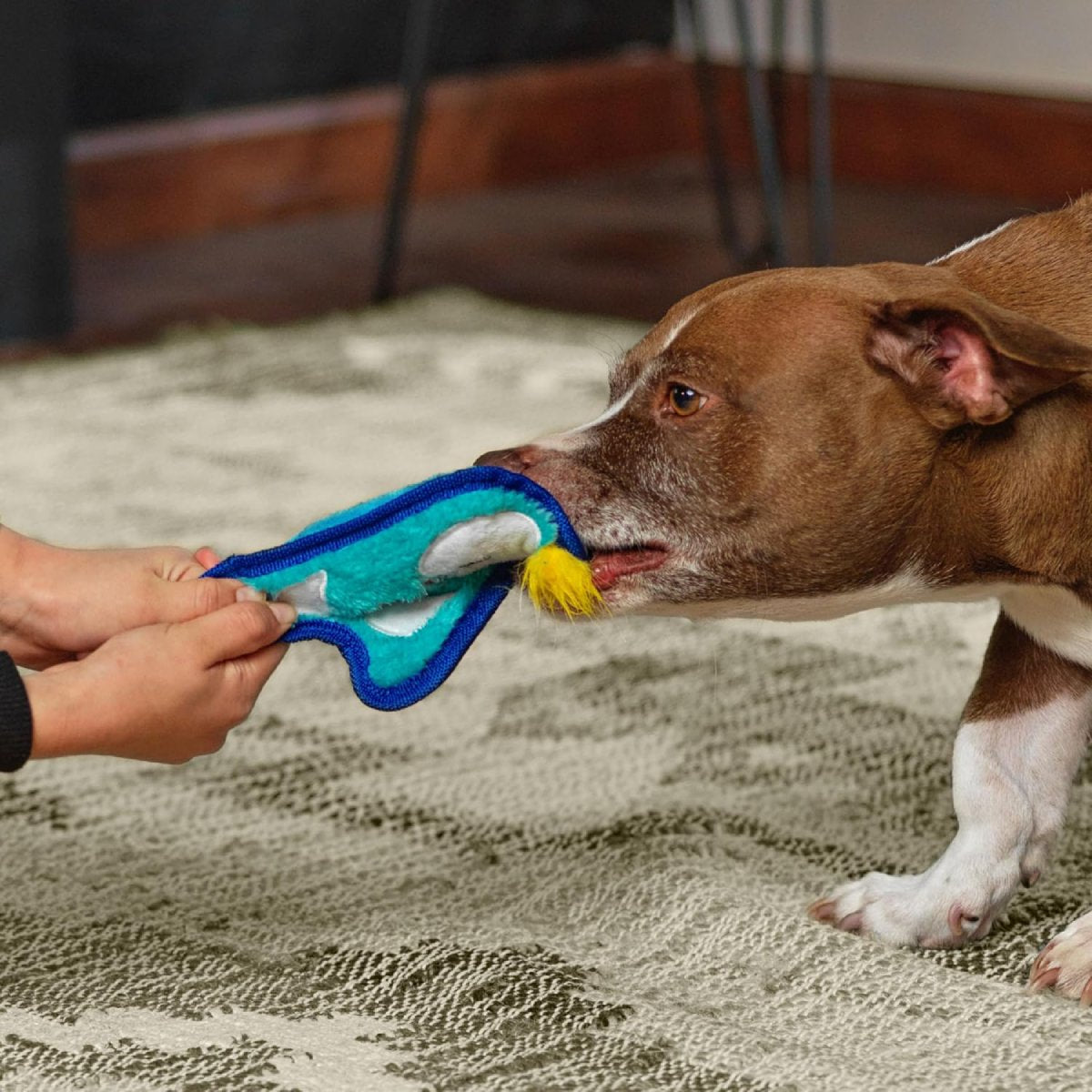 Dog tugging the Outward Hound Durablez Mini Penguin plush dog toy during supervised play