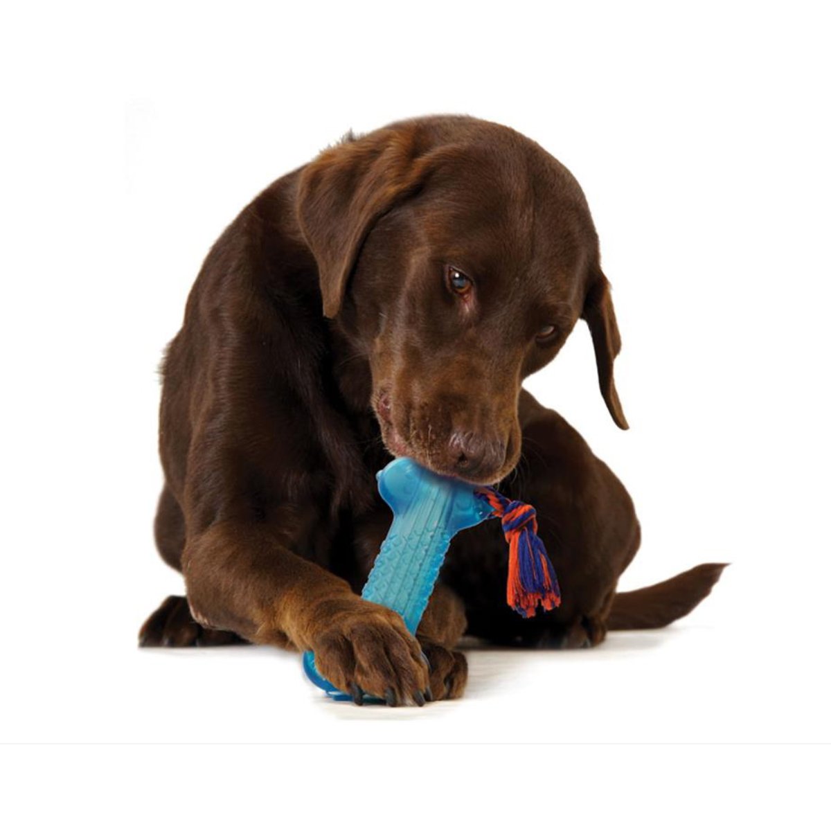 Dog chewing Petstages ORKA Bone blue rubber chew toy with rope for dental play