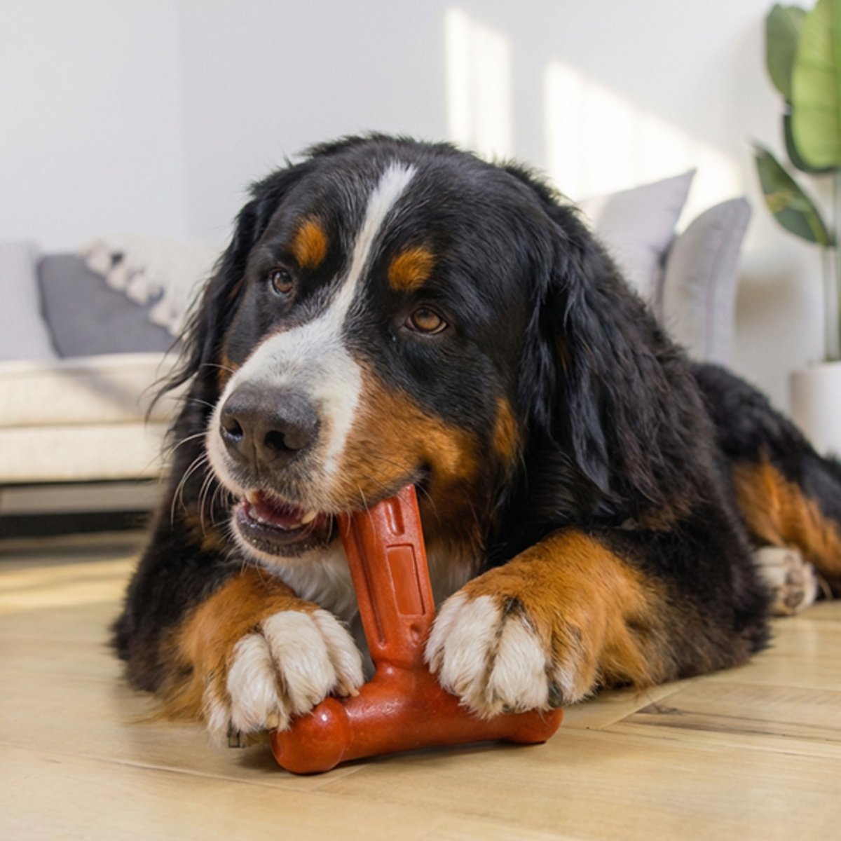 Large dog holding Pupstages Dogwood Hold & Chew toy while chewing