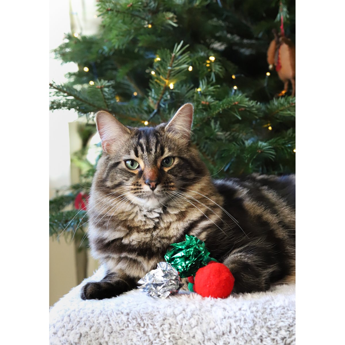Fluffy brown tabby cat resting beside red, green and silver balls from the Rosewood Christmas Cat Toy Stocking in front of a decorated Christmas tree.