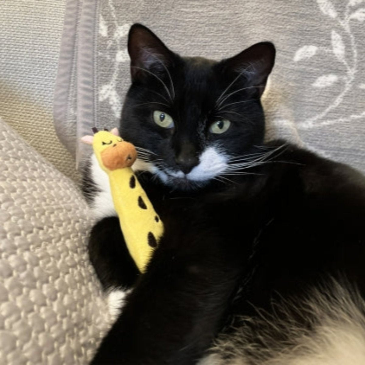 Black-and-white cat holding a yellow Rosewood Eco Friendly Giraffe Grab Cat Toy on a sofa
