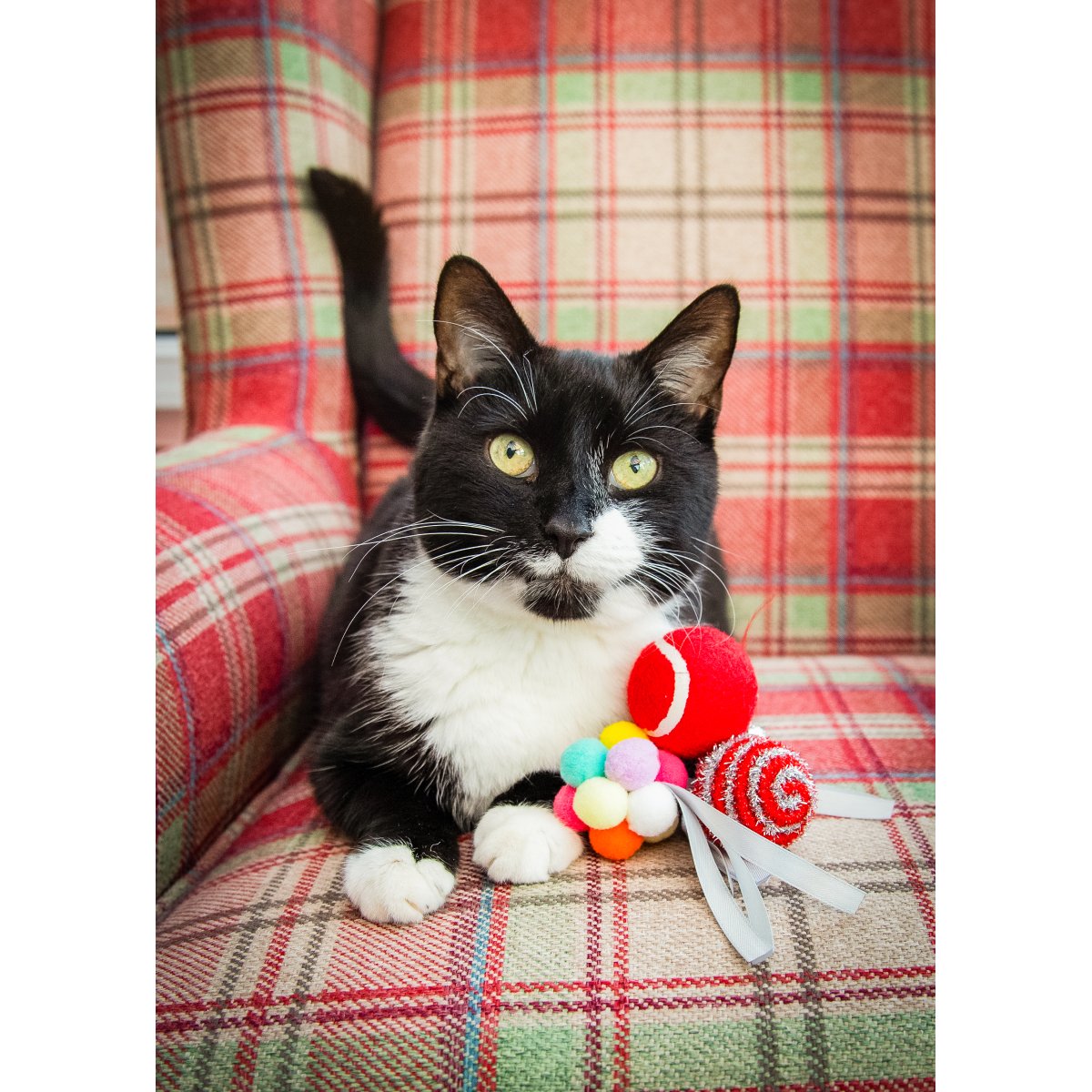 Black and white cat sitting on a red tartan armchair beside colourful Rosewood Christmas cat play balls, including a red ball, pom-pom ball and striped tinsel ball.