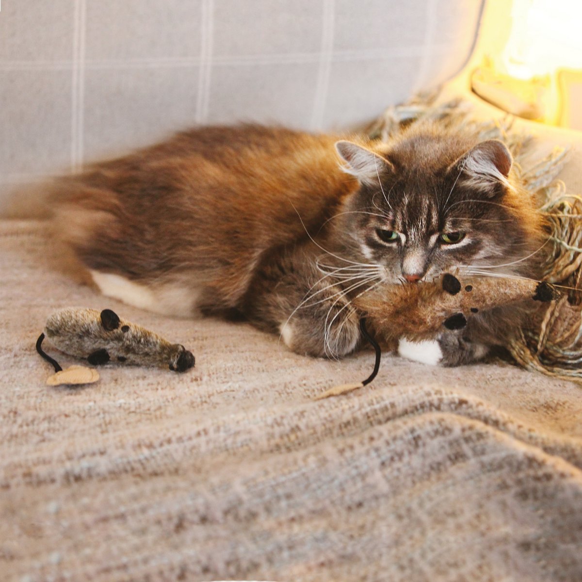 Cat resting with Rosewood Jolly Moggy silvervine plush mice cat toys on a blanket
