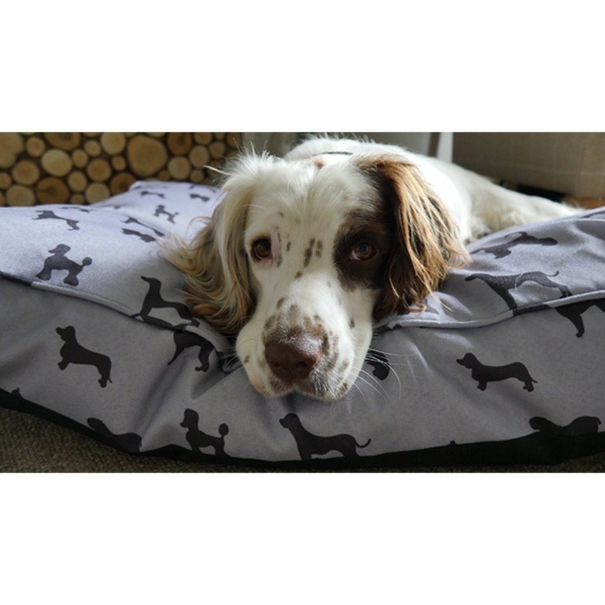 White and brown spaniel resting its head on a Rosewood Padded Dog Print Grey Mattress, showing the soft padding and playful dog pattern.