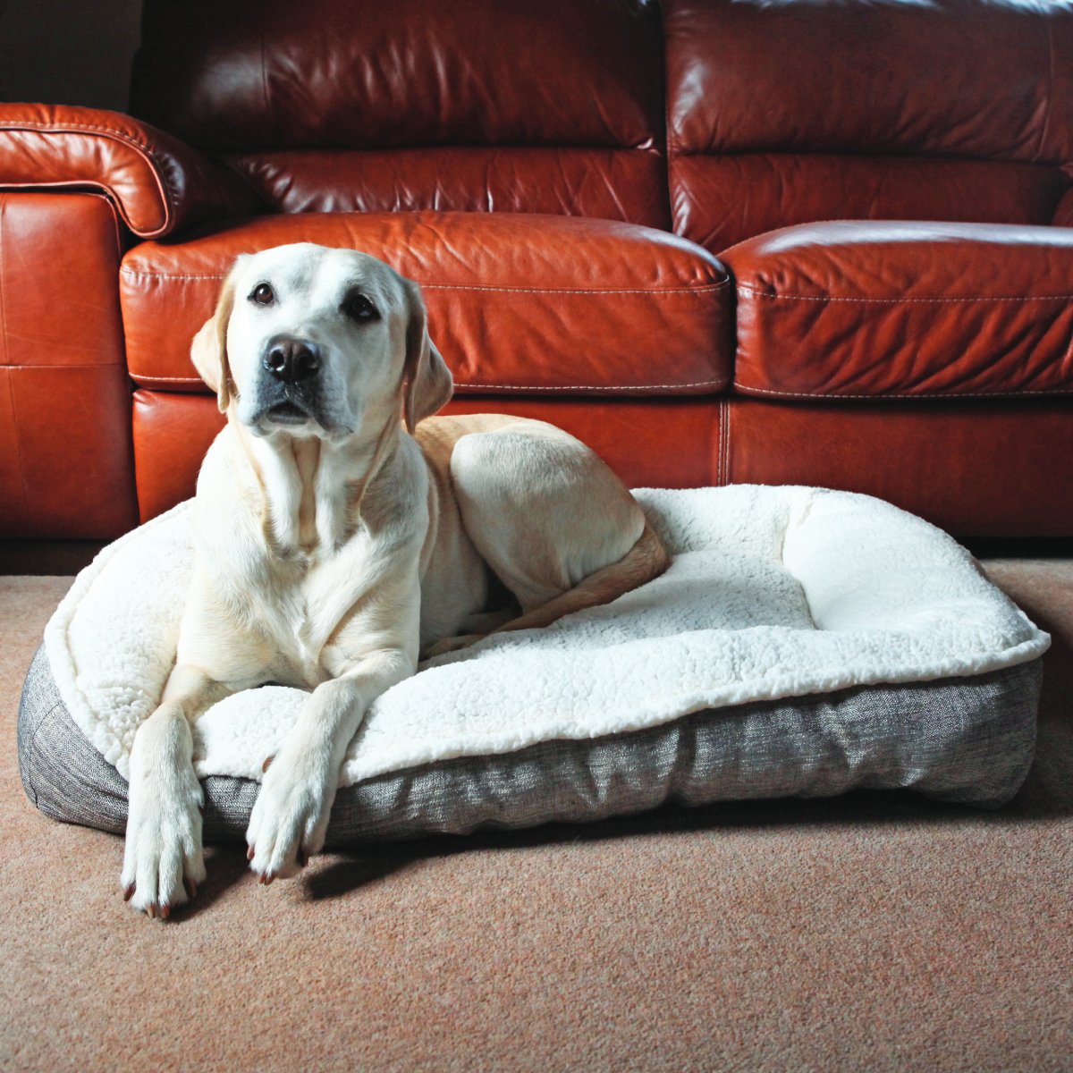 Cream Labrador resting on a Rosewood Plush/Tweed Teddy Bear Dog Mattress with soft cream fleece lining and neutral tweed exterior, in front of a brown leather sofa.