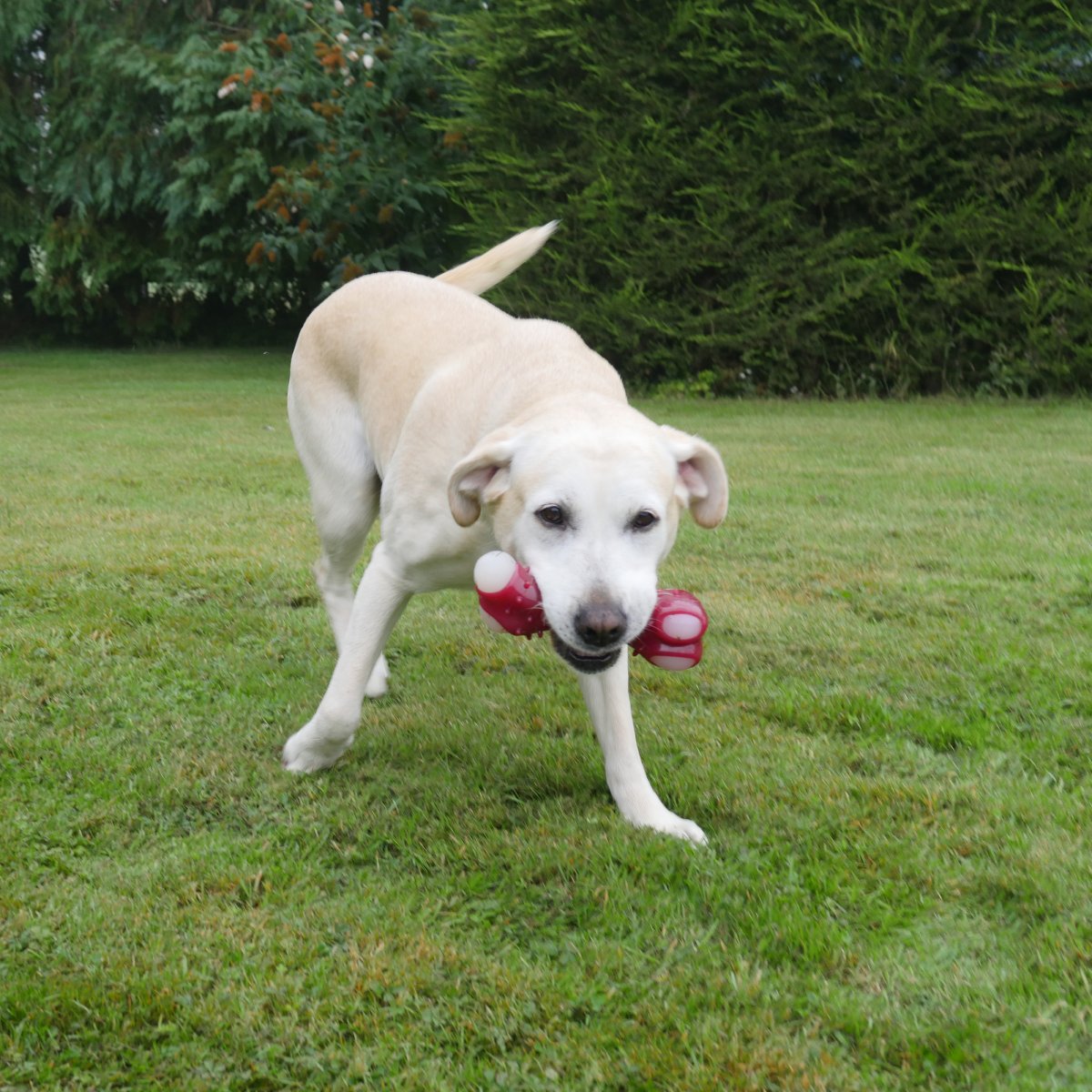 Dog carrying Rosewood Tough Toys Meaty Bacon Takeaway Bone chew toy outdoors
