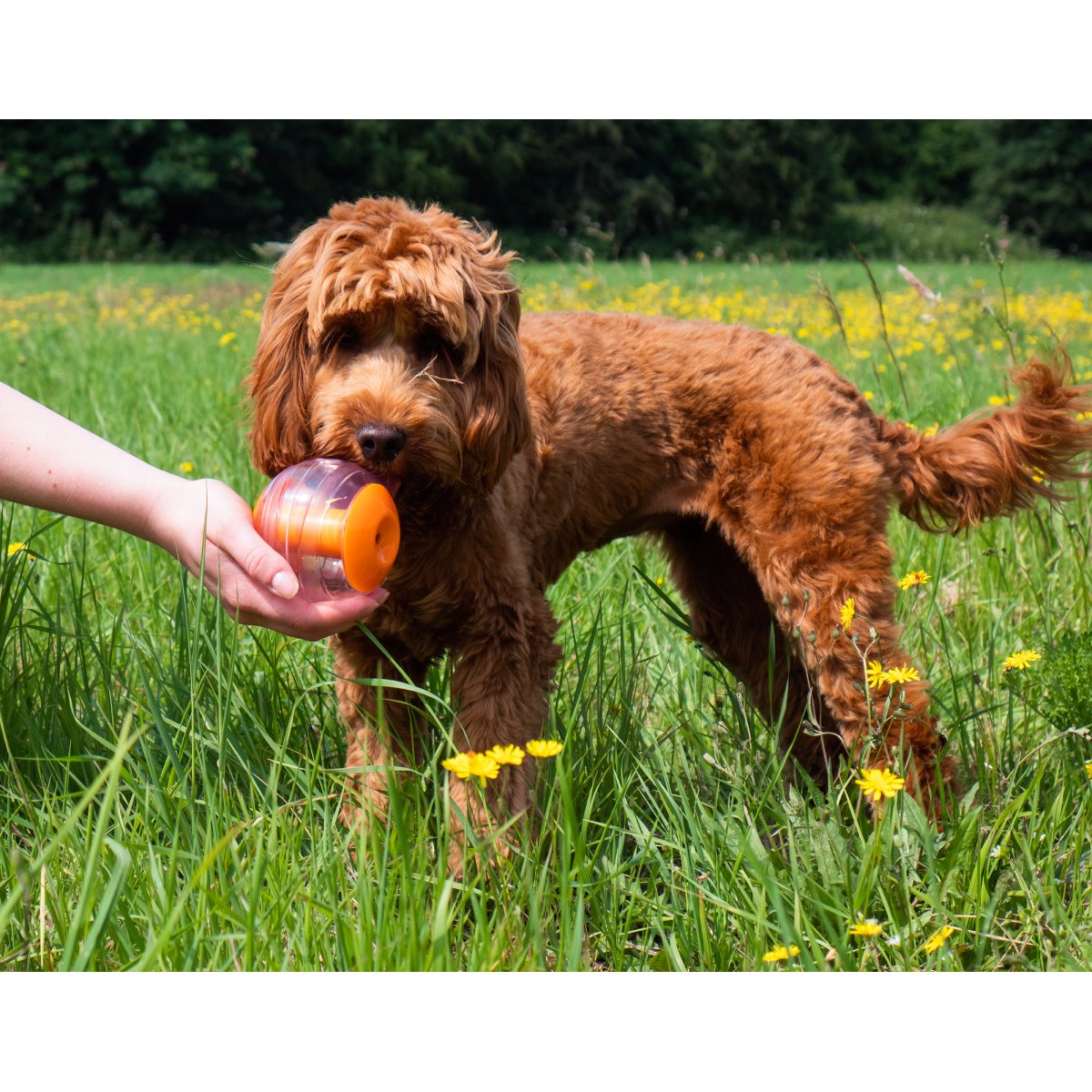 Dog playing outdoors with Rosewood Giggling Treat Ball during supervised interactive treat dispensing play