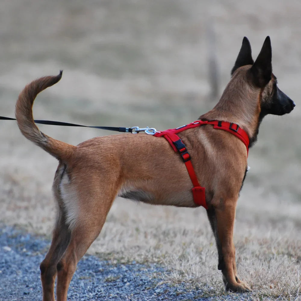 Dog wearing a secure harness with leash - Harnesses & Leashes - Afrishon World
