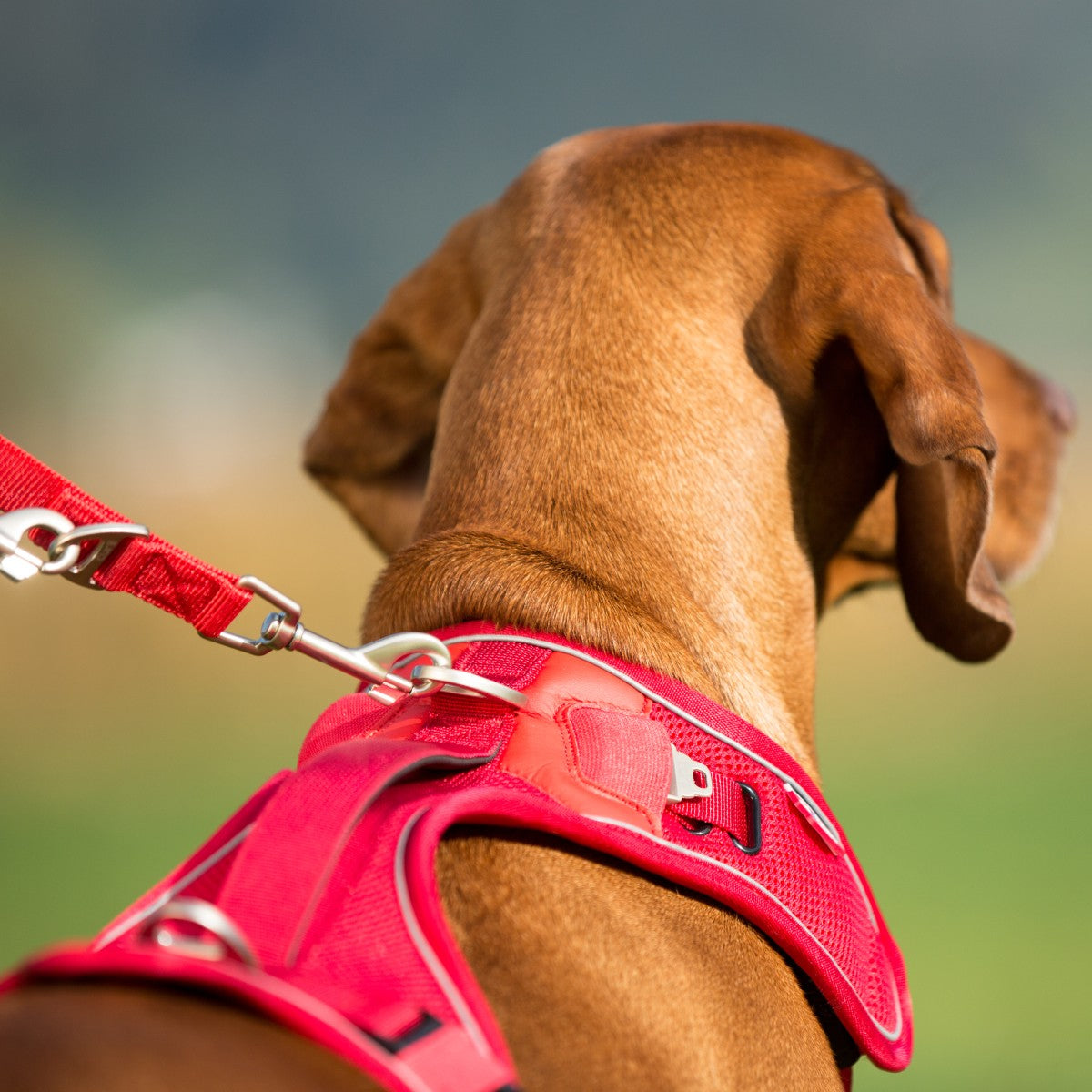 Caution Need Space dog alert sleeve attached to a leash during an outdoor walk for clearer boundary communication