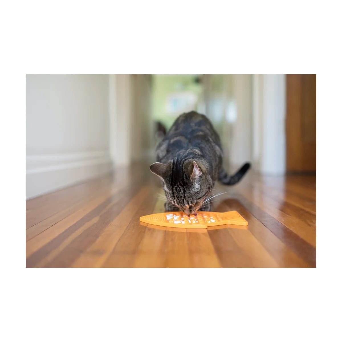 Cat feeding from a LickiMat Felix Orange