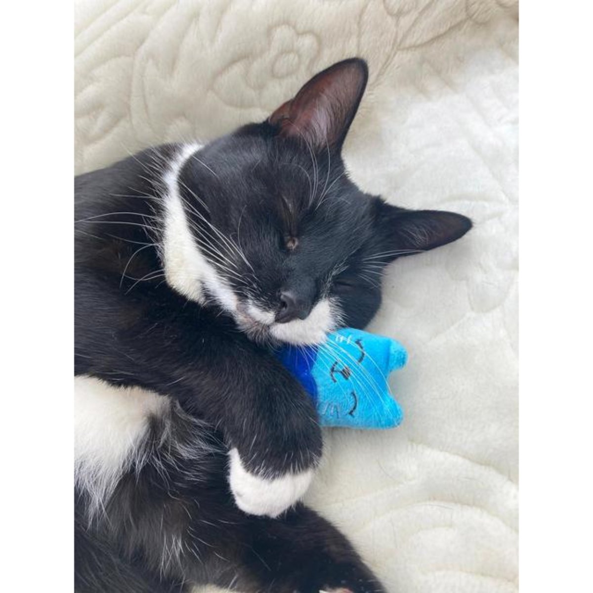 Black-and-white cat cuddling a blue Battersea Catnip Cat toy