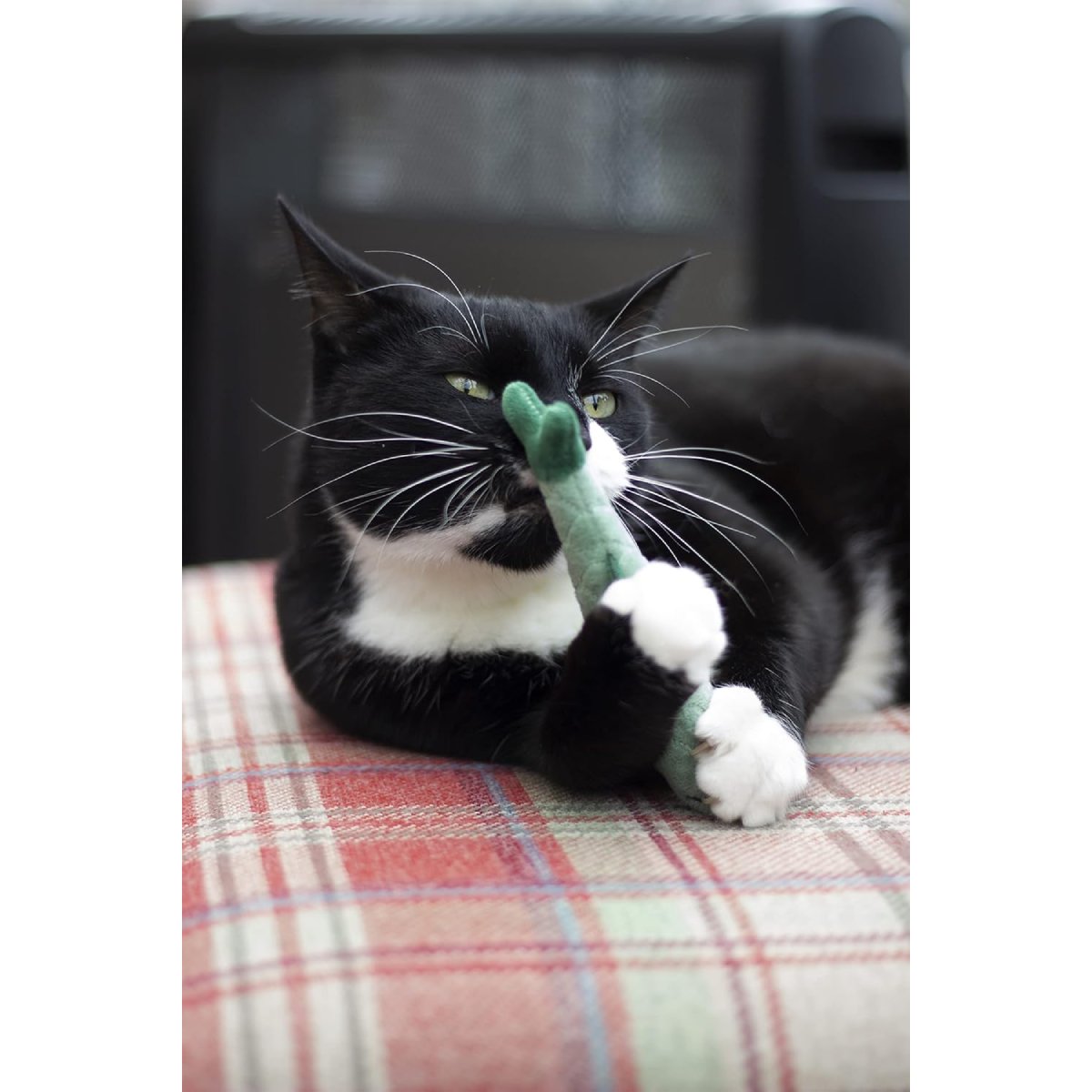 Black-and-white cat playing with a green Battersea Daily Catch catnip fish toy