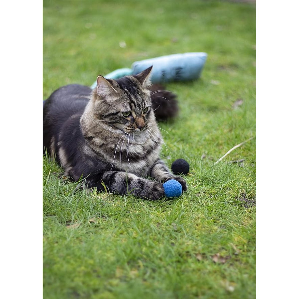 Cat outdoors playing with blue and black Battersea Pounce fabric cat balls