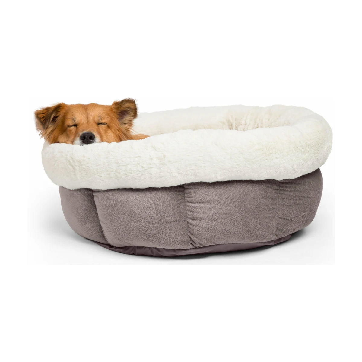 Small brown dog sleeping in a Grey Best Friends by Sheri Cuddle Cup Ilan Jumbo dog bed with a thick white faux fur rim and high padded sides.