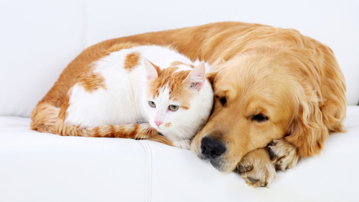 Dog and cat relaxing together for Best in Pets Awards 2026 October pet specials at Afrishon World