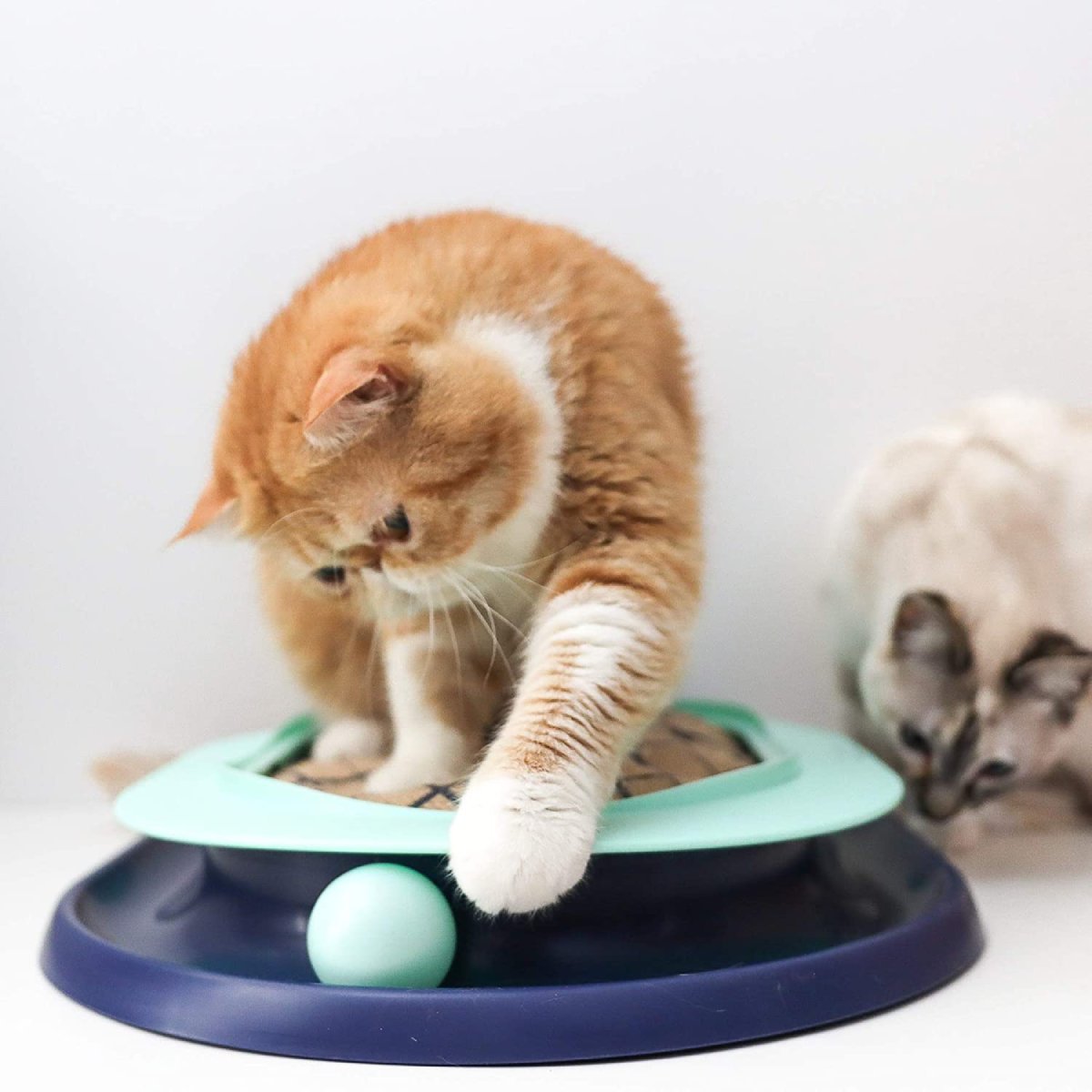 Cat playing with the Catstages Lay 'N Play Cat Track Toy ball track