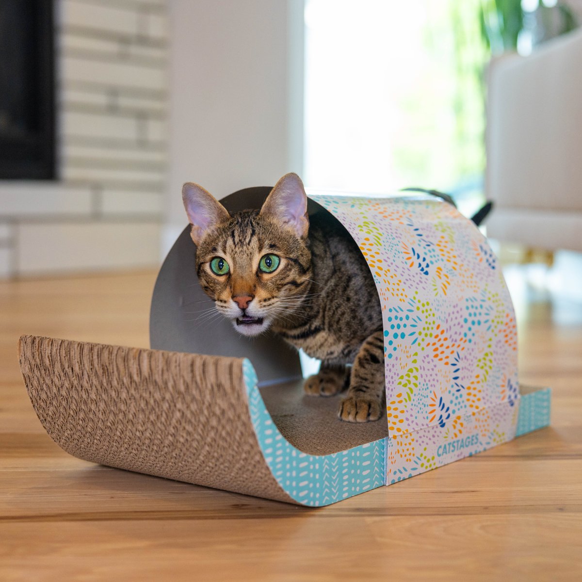 Cat inside Catstages Cat Tunnel Scratcher hideaway