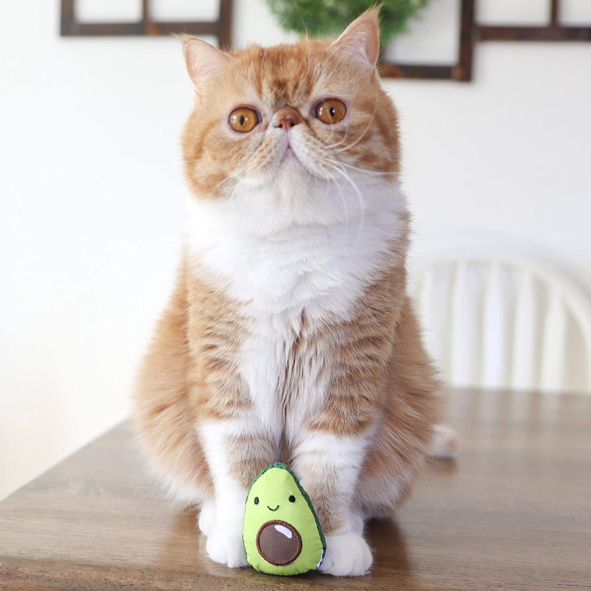 Cat with Catstages Dental Avo catnip chew toy