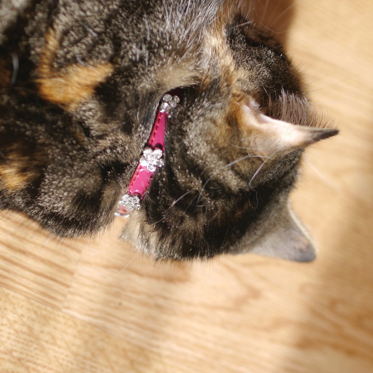 Cat wearing the Rosewood damson diamante safety collar with sparkling flower details