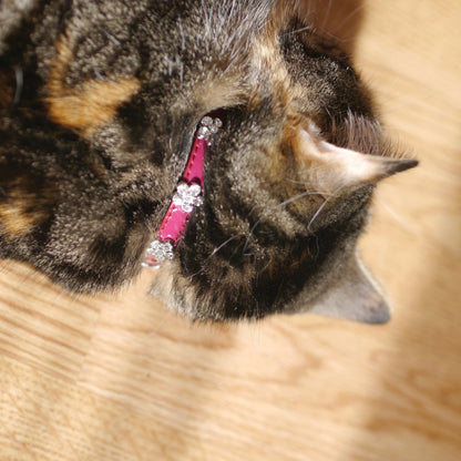 Cat wearing the Rosewood damson diamante safety collar with sparkling flower details