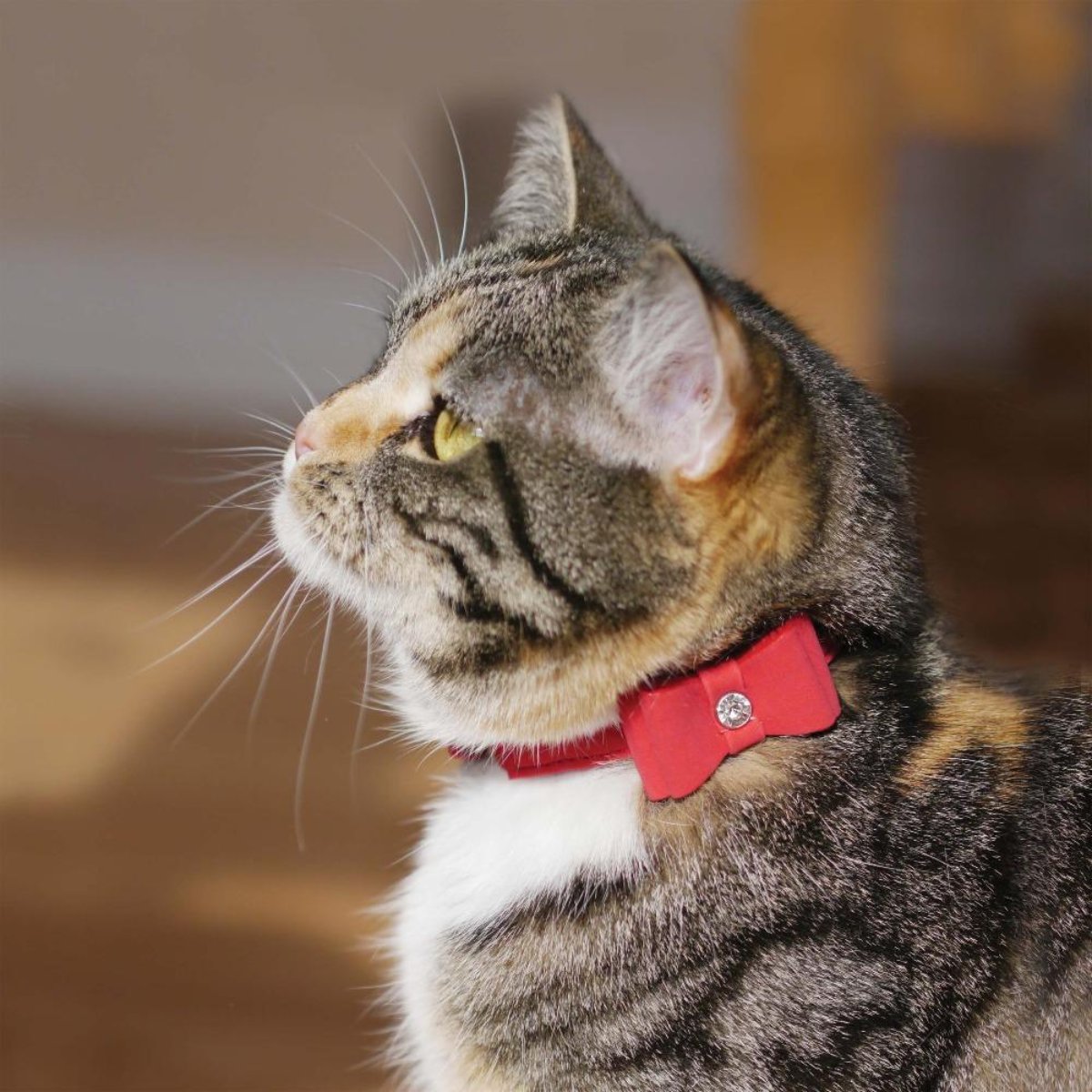Cat wearing the Rosewood Designer red bow tie safety collar