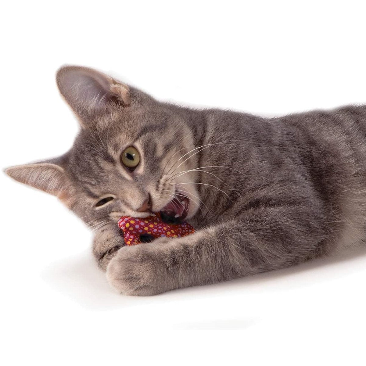 Cat chewing a Catstages Catnip Plaque Pretzel dental toy