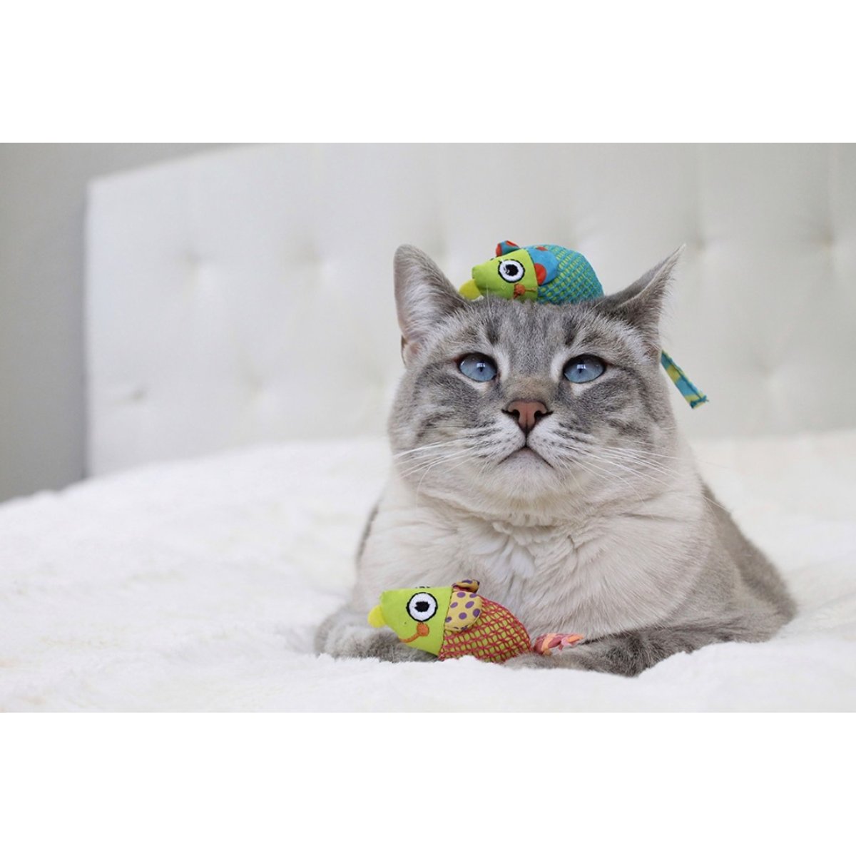 Cat with Catstages Catnip Chew Mice dental toys on a bed