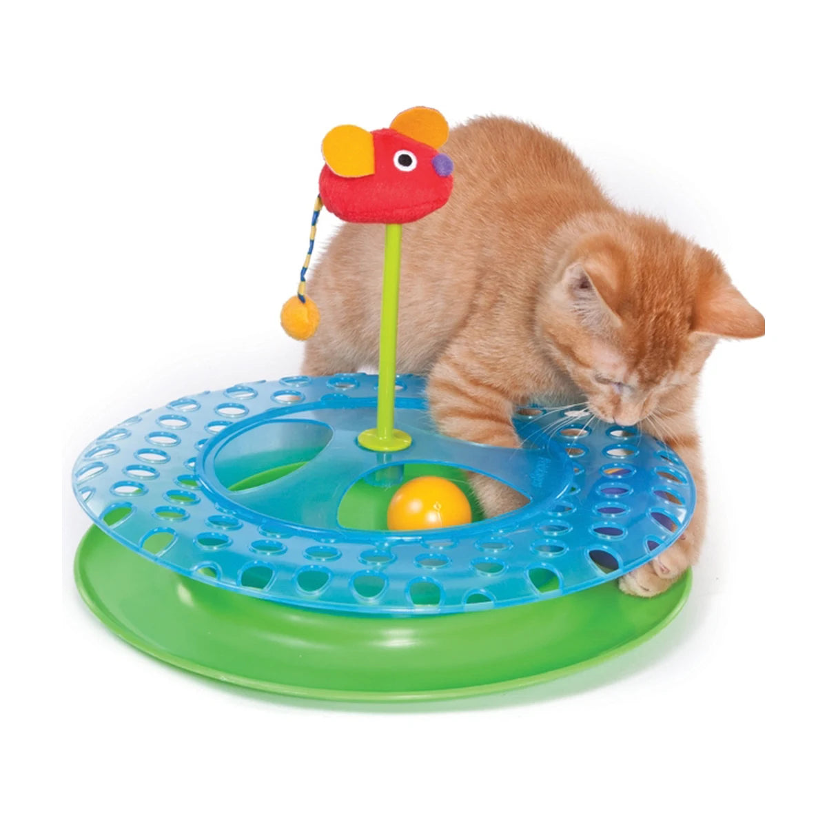 Kitten playing with Catstages Cheese Chase catnip cat track toy