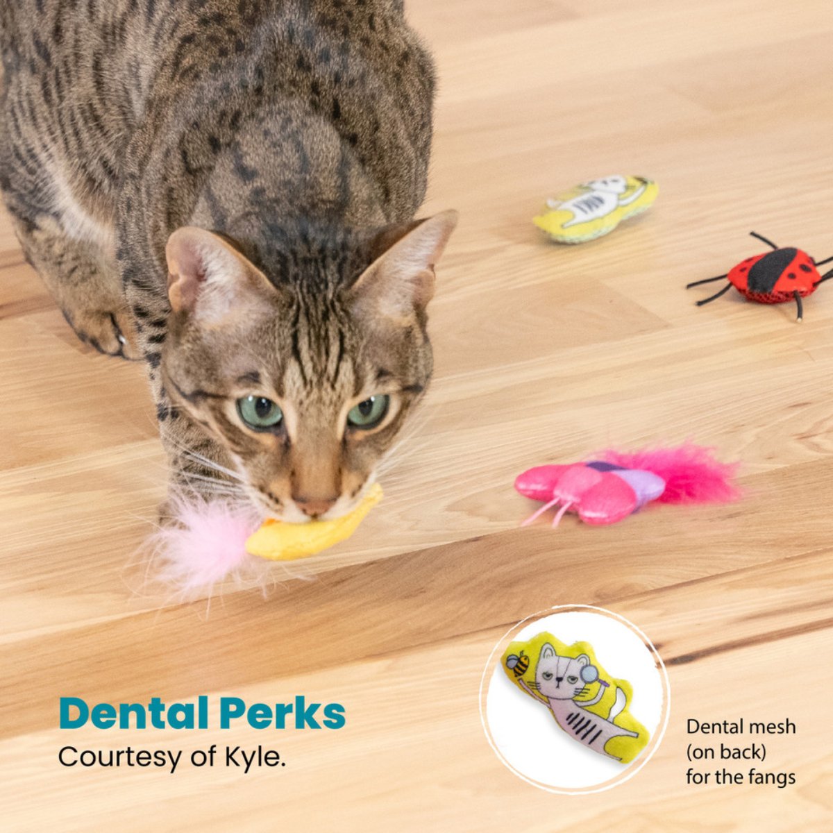Catstages Cute As A Bug set showing Kyle the Cat dental mesh toy feature