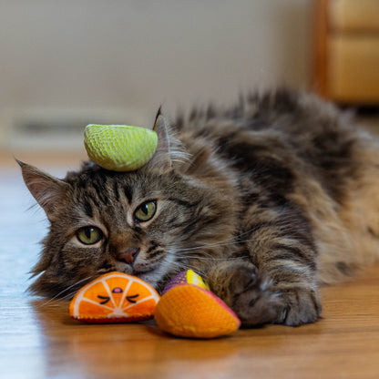 Cat playing with Catstages Dental Fruit Wedges 4 pack catnip dental chew toys