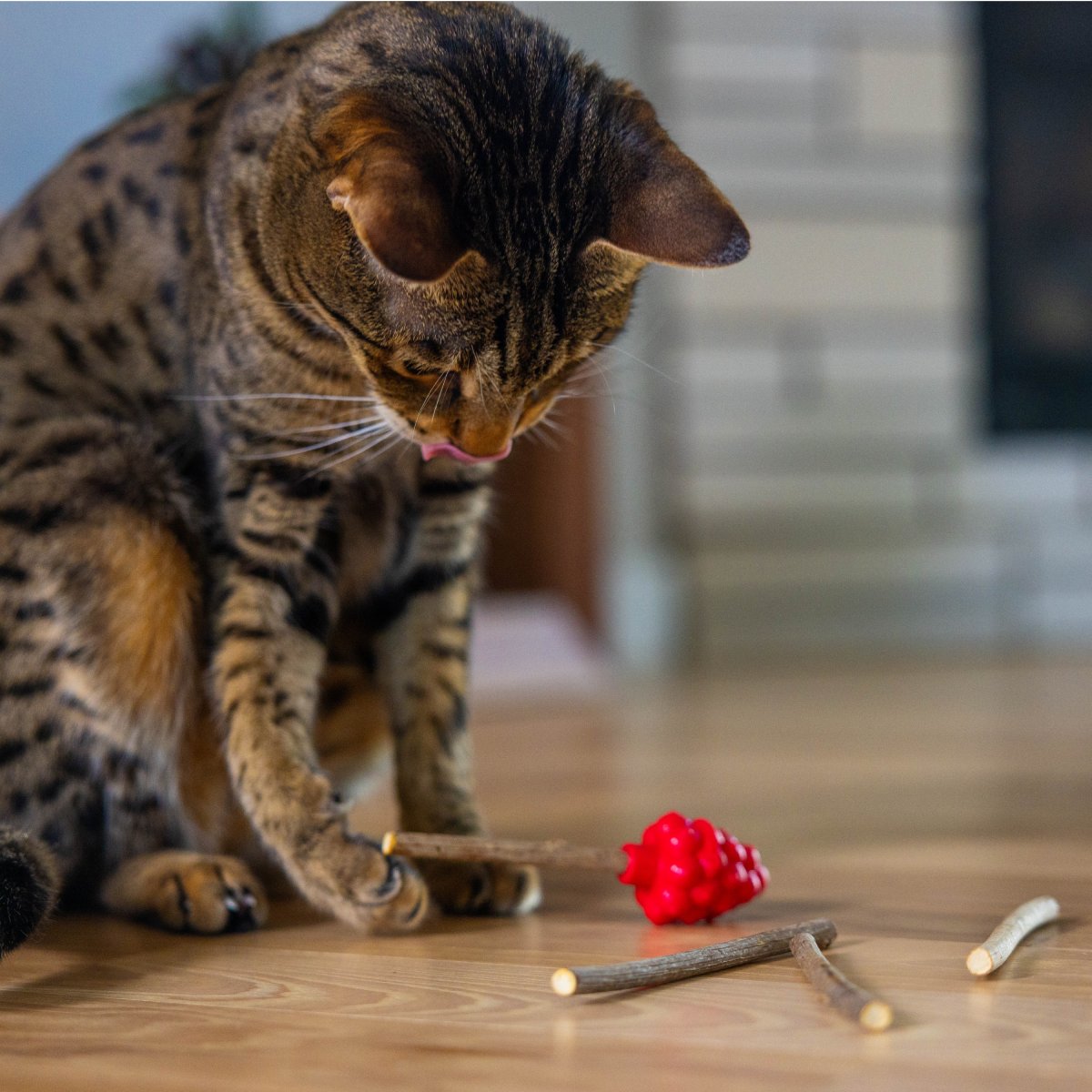 Cat playing with Catstages Dental Raspberry Silvervine Teether and silvervine sticks