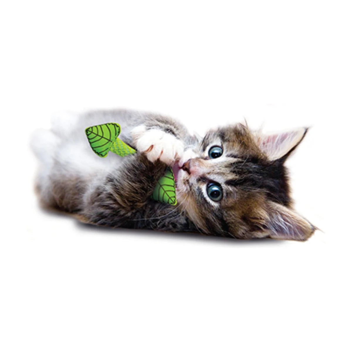 Kitten chewing Catstages Fresh Breath Mint Stick dental cat toy