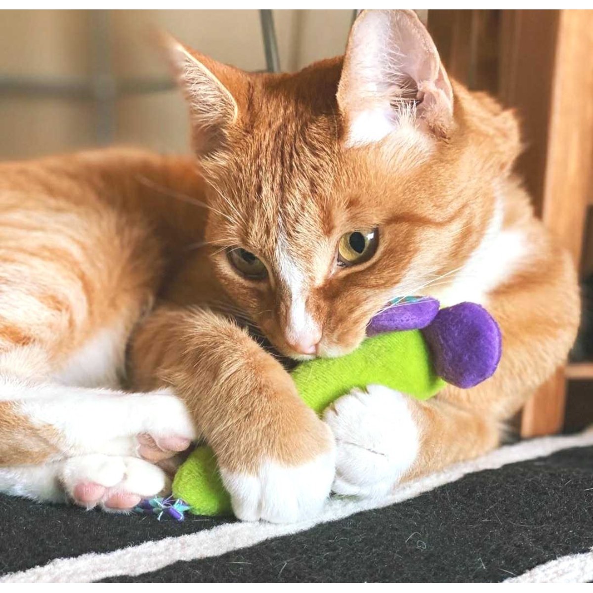 Cat playing with a Catstages Green Magic Mightie Mouse catnip toy