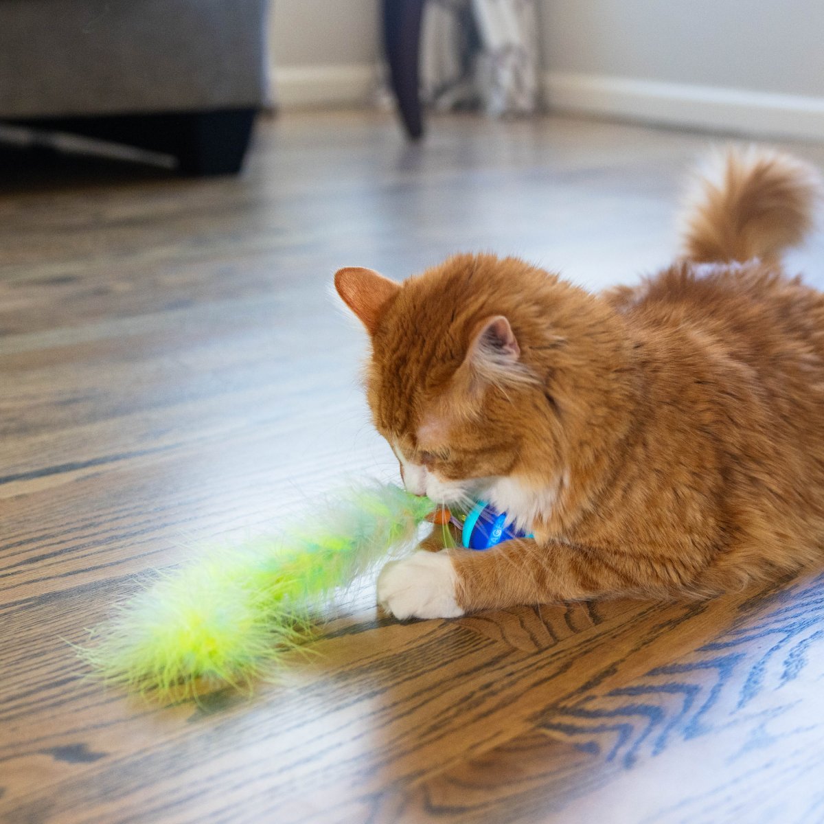 Cat playing with the Catstages Roll & Chase rechargeable robot cat toy and feather tail