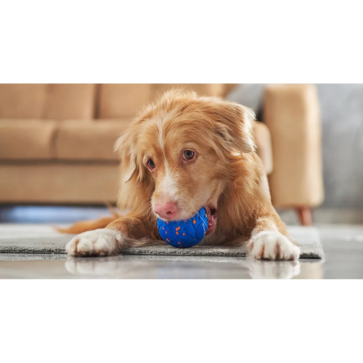 Dog playing with Cheerble Wicked Ball AIR blue interactive moving ball indoors