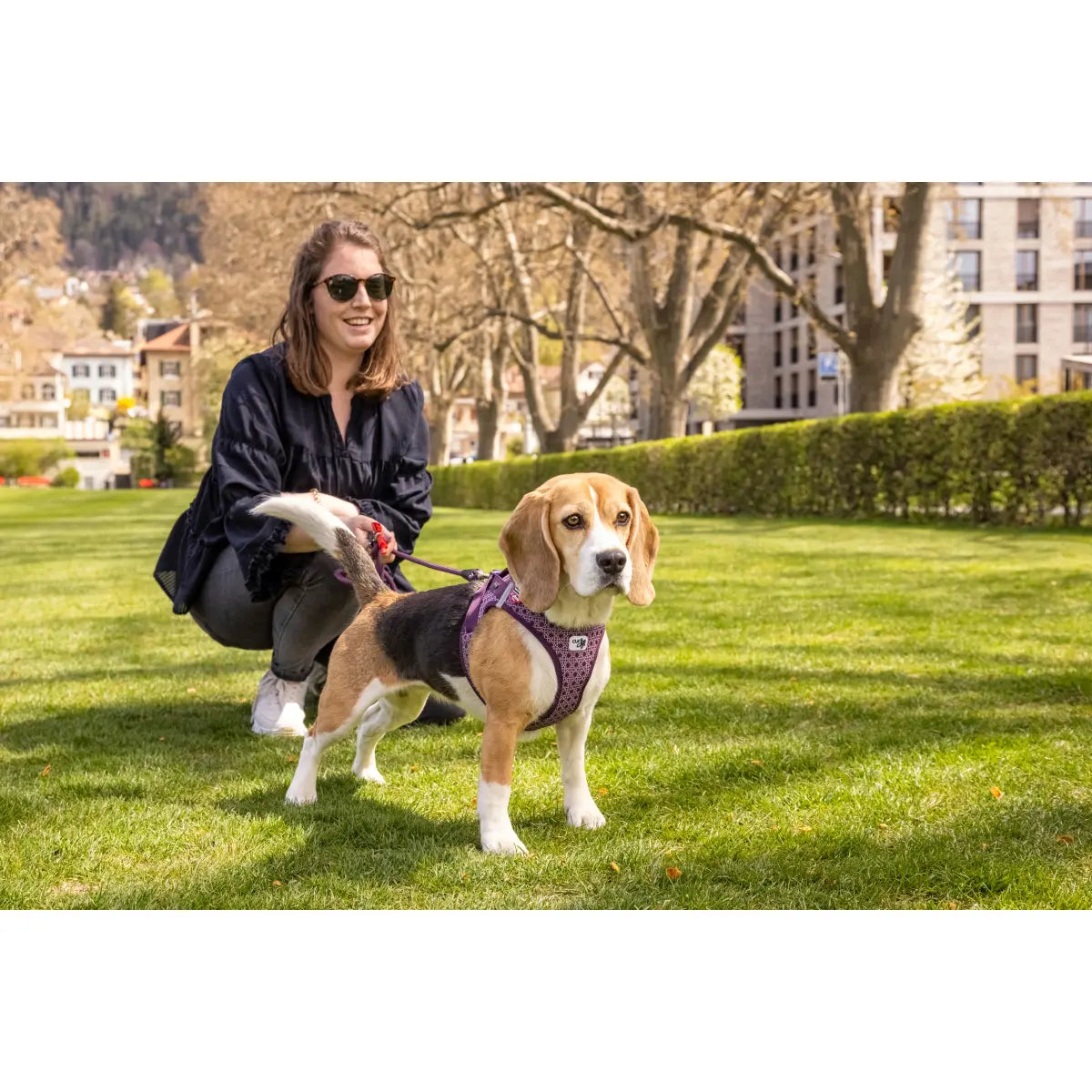 Dog wearing a Curli vest harness outdoors on a walk, lifestyle photo
