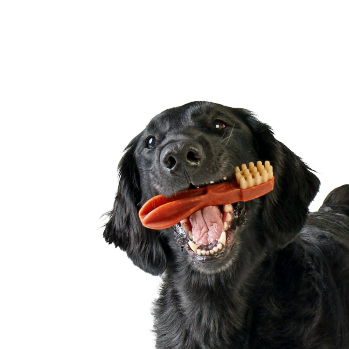 Dog chewing a Whimzees toothbrush dental chew for daily oral care