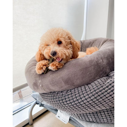 Small dog relaxing on a bed while chewing a Whimzees toothbrush dental treat