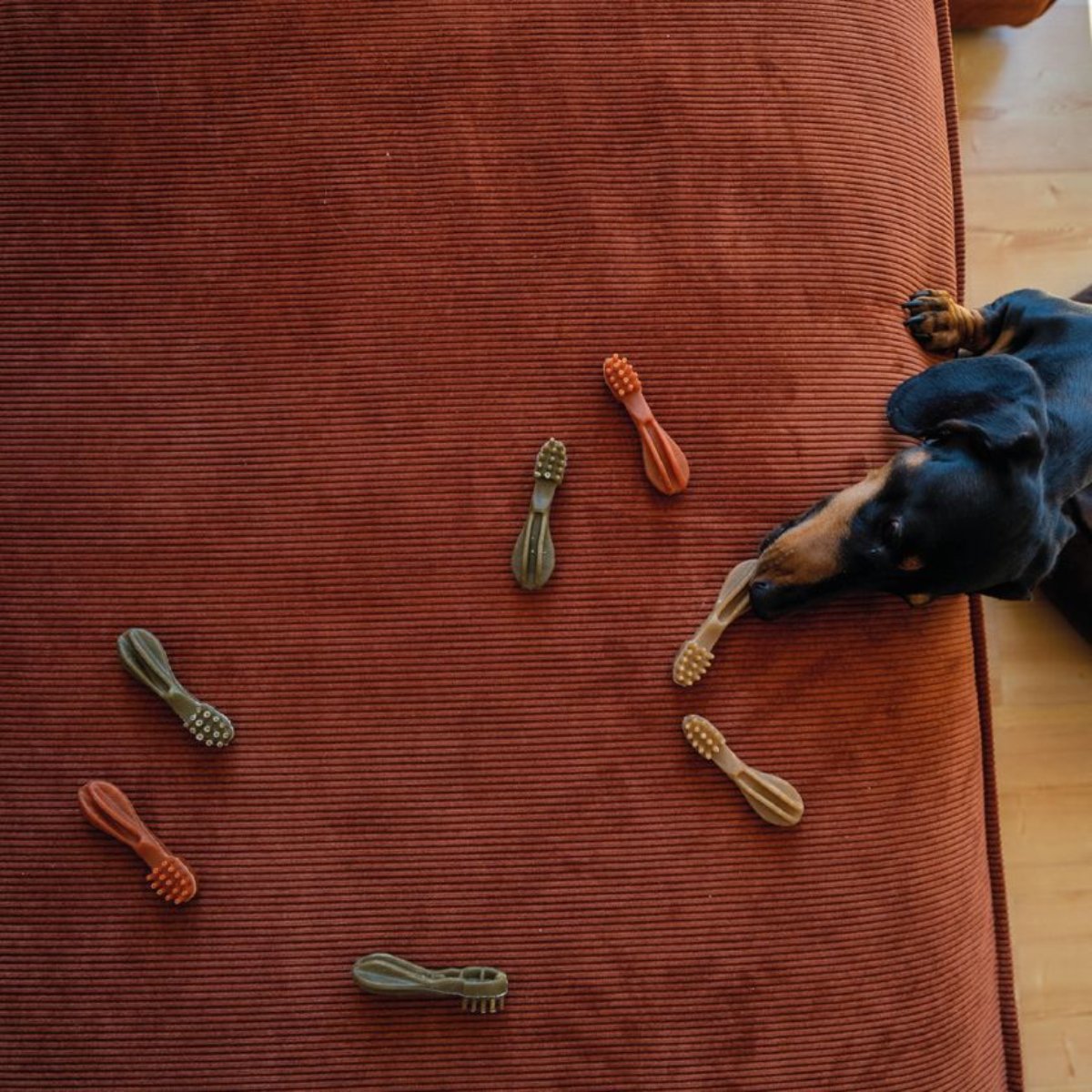 Dog choosing Whimzees toothbrush dental chews during daily oral care routine