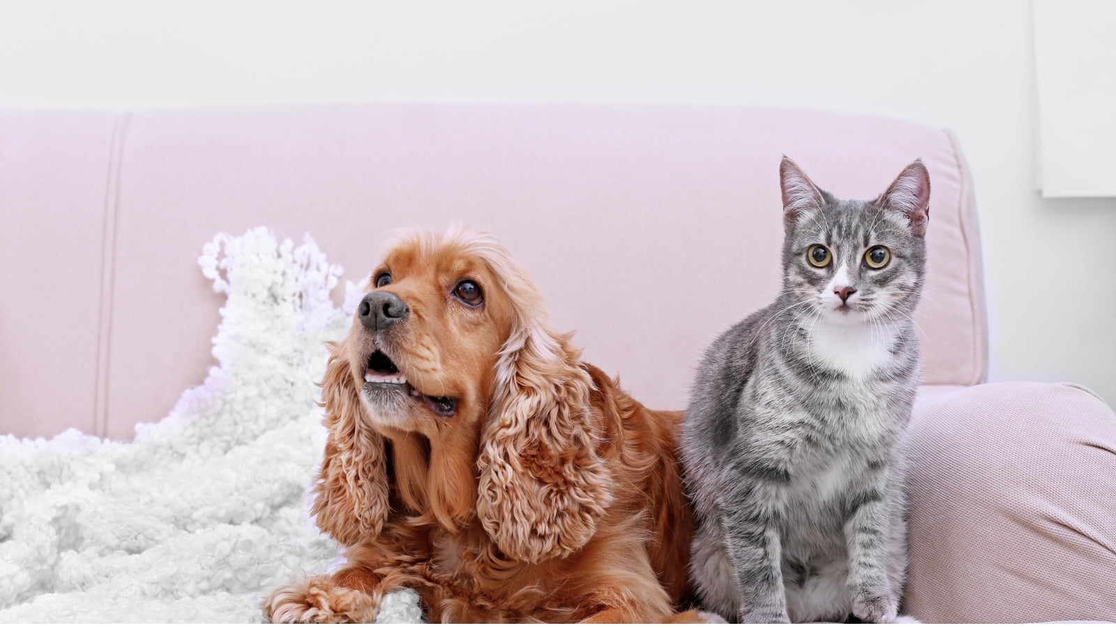 Cocker Spaniel and grey cat sitting together on a pale pink sofa for the Feed Their Wild Side collection.