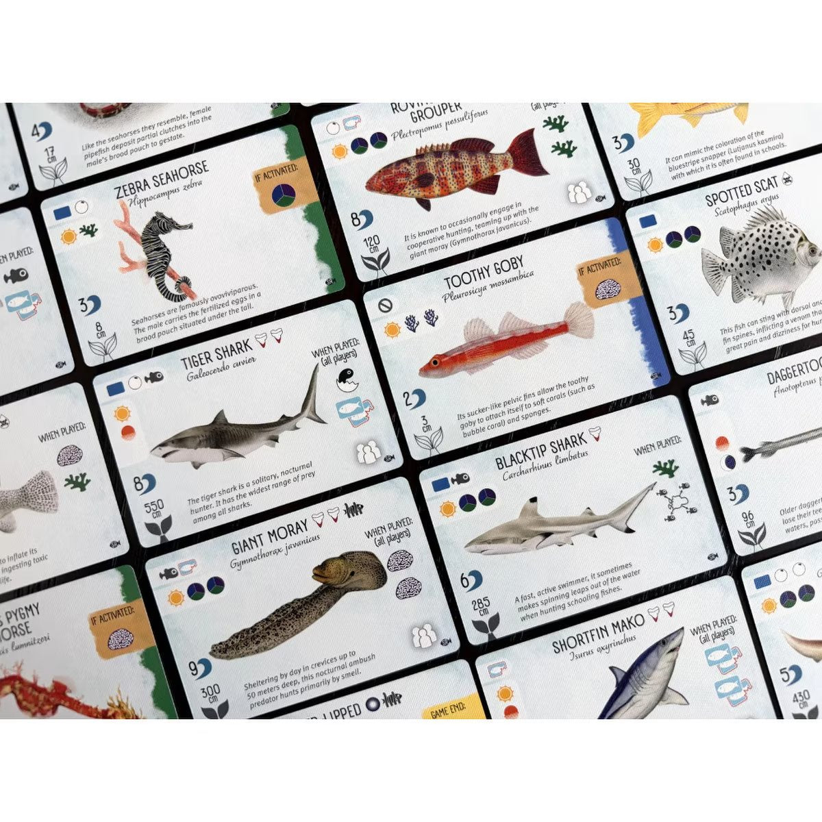 Finspan Sharks & Reefs Expansion fish cards close up with sharks, reef fish and marine life cards
