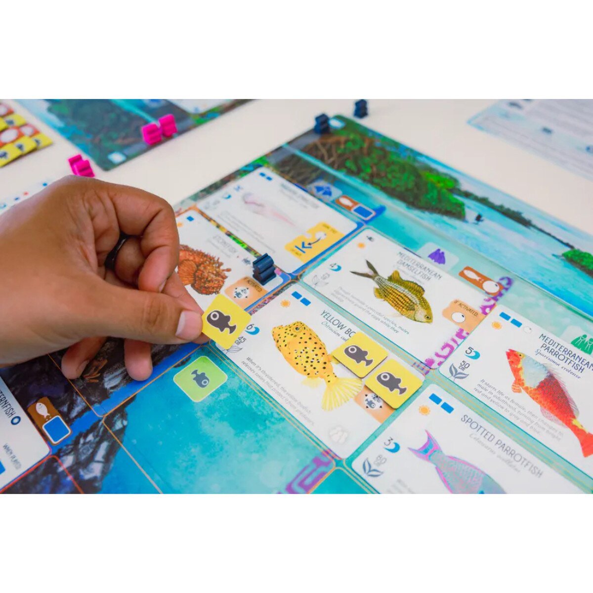 Close-up of Finspan gameplay showing fish cards, player board and fish token placement
