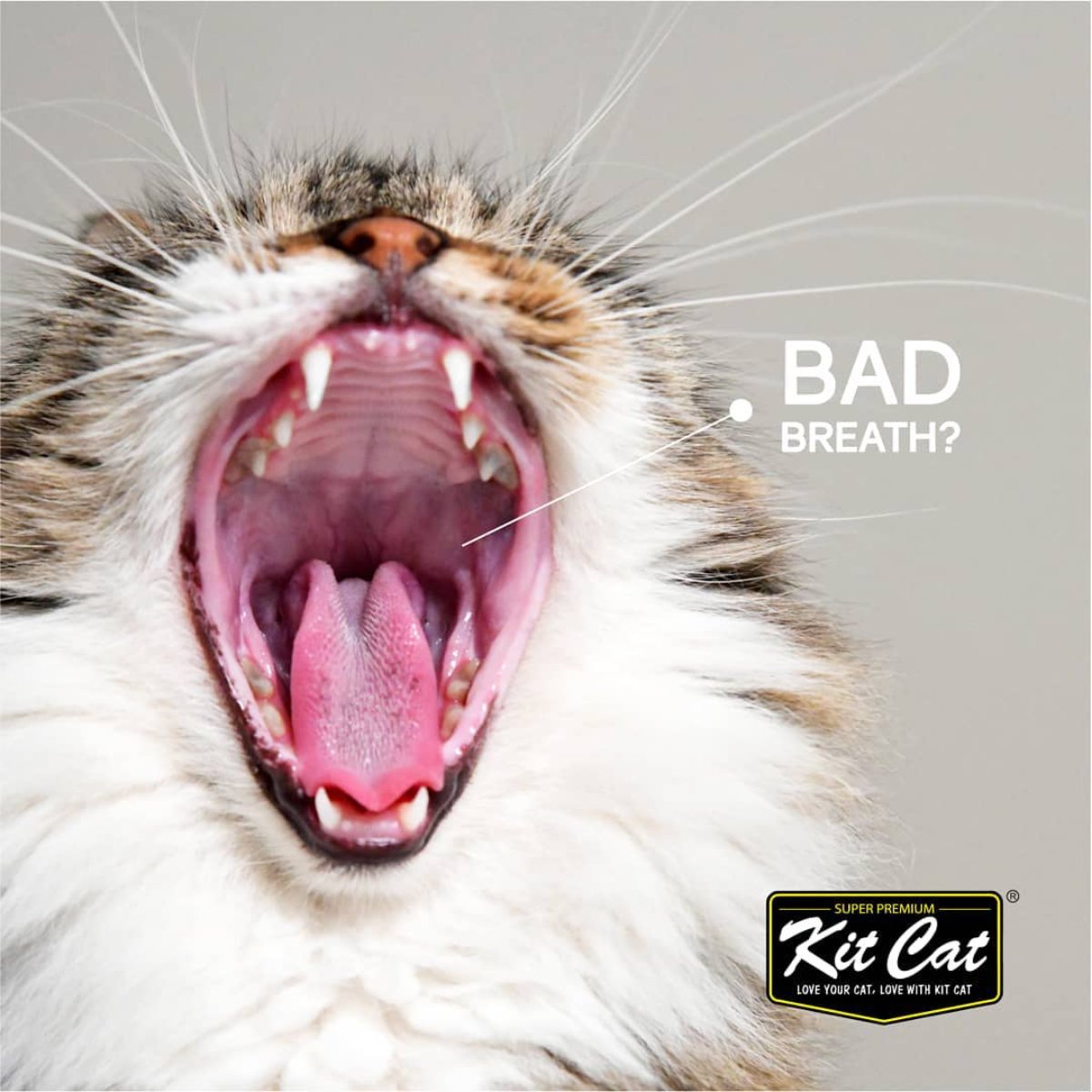Cat dental care image for Kit Cat Breath Bites Chicken treats supporting cleaner teeth and fresher breath