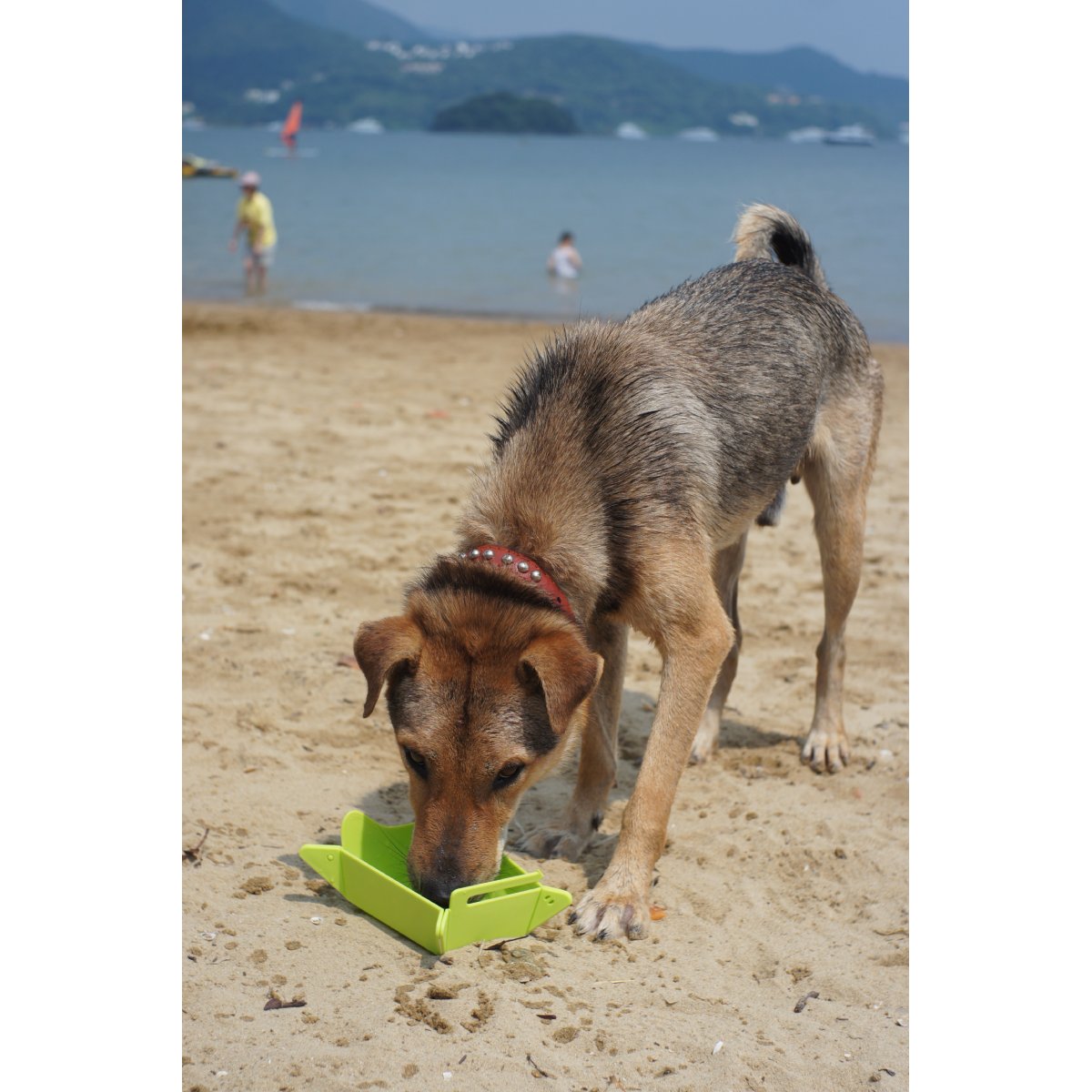Dog using the L'Chic Chop2Bowl for outdoor travel feeding