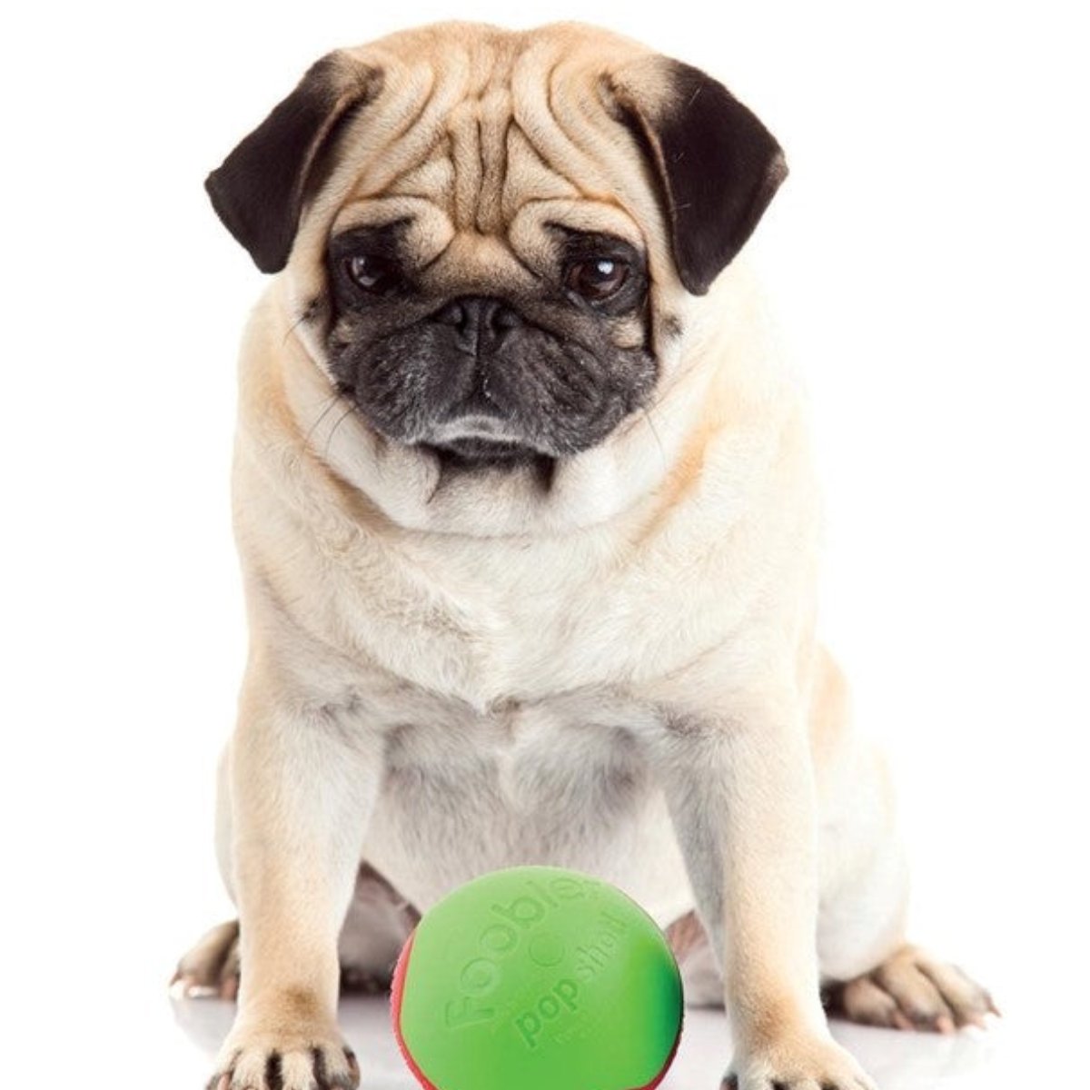 Dog with L’Chic Foobler Pop Shot treat toy for training and enrichment play