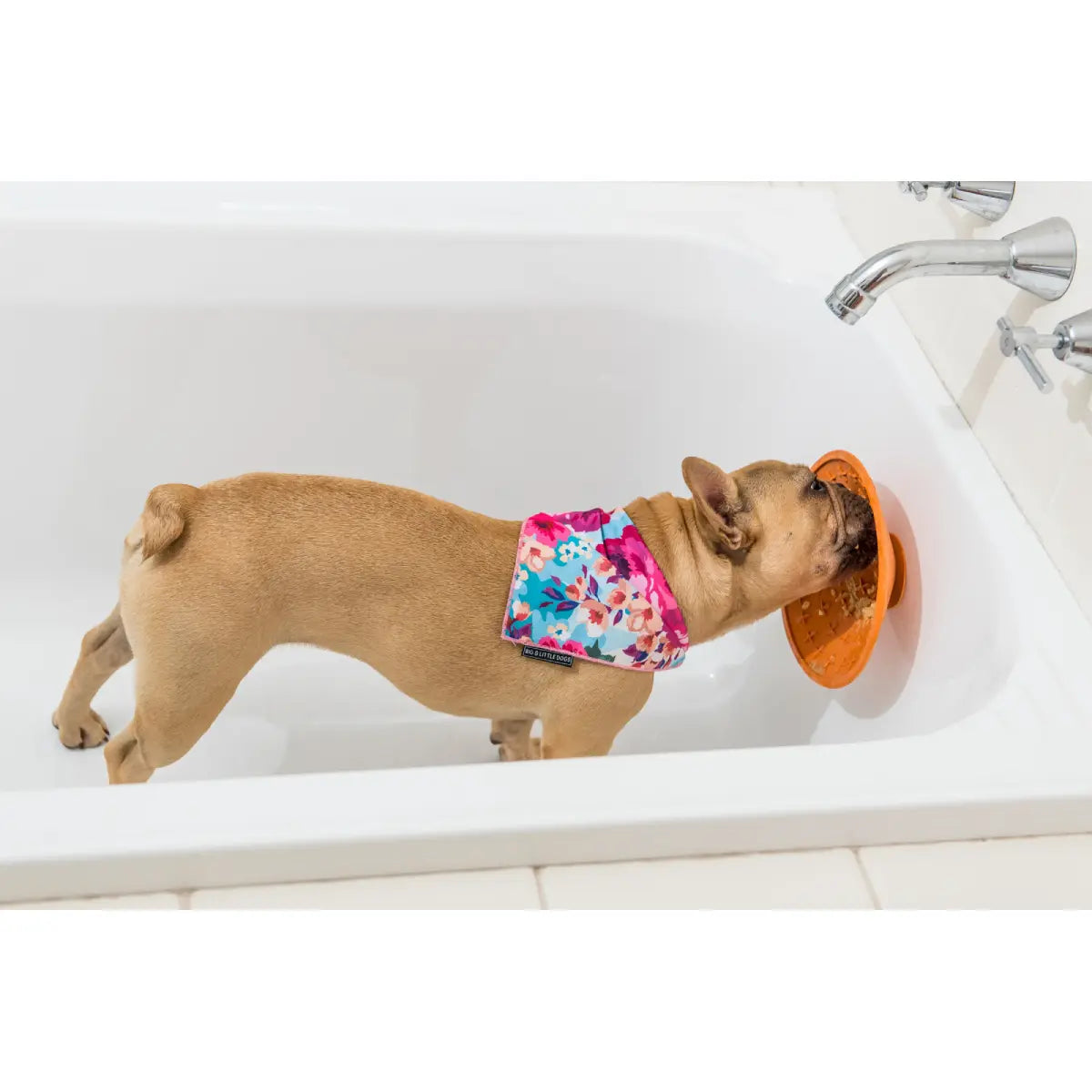 Dog enjoying using LickiMat Splash suction lick mat on tile during grooming or bath time